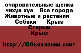 очаровательные щенки чихуа-хуа - Все города Животные и растения » Собаки   . Крым,Старый Крым